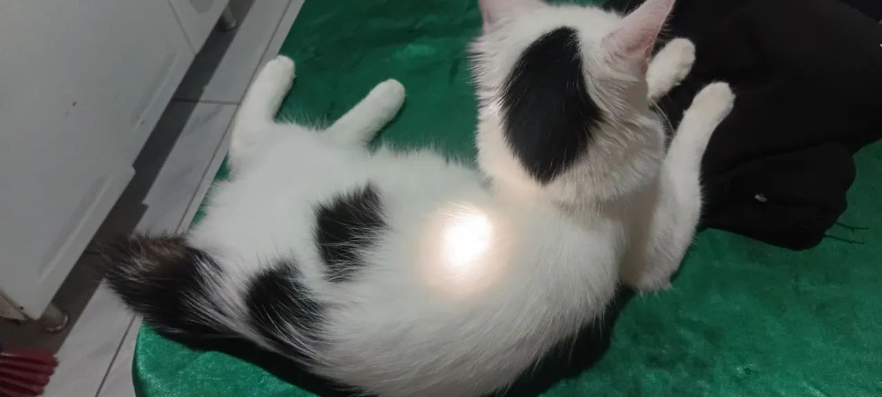 Gato para adoção.