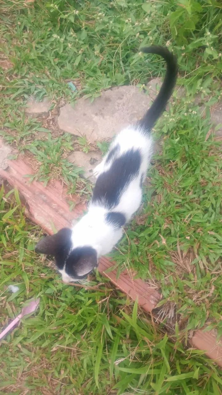 Gatos doação  - Foto 3