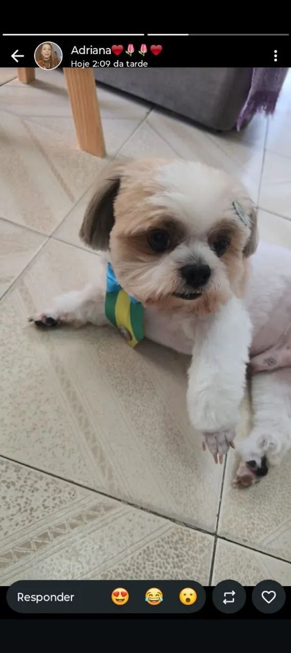 Adestramento e passeio de cães de pequeno, médio e grande porte. - Foto 4