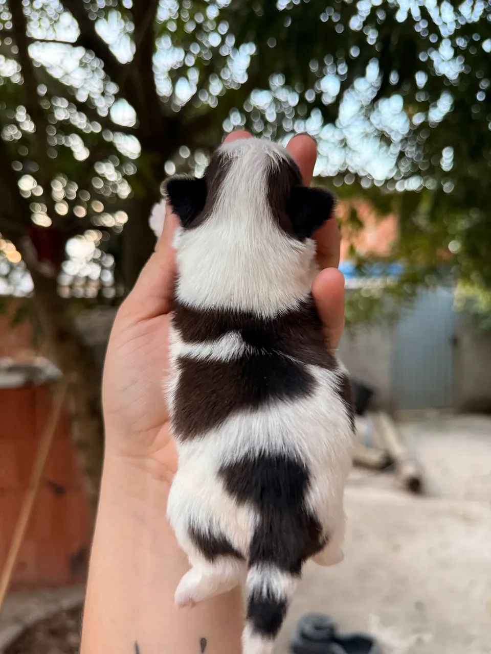 Shitzu Mini  - Foto 2