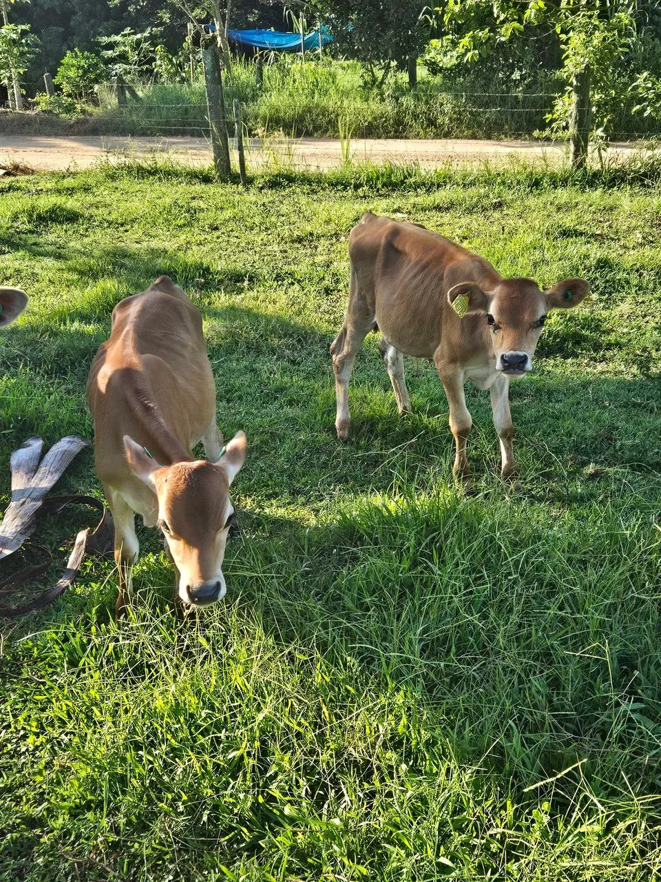 Doa-se 2 macho jersey - Foto 3