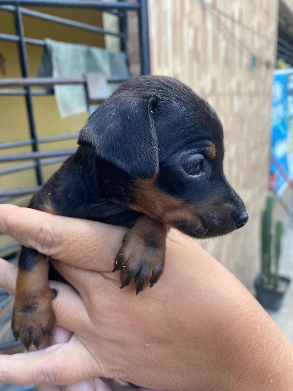 Pinscher 01 - Foto 5