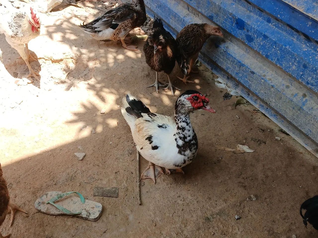 Pato - Foto 2
