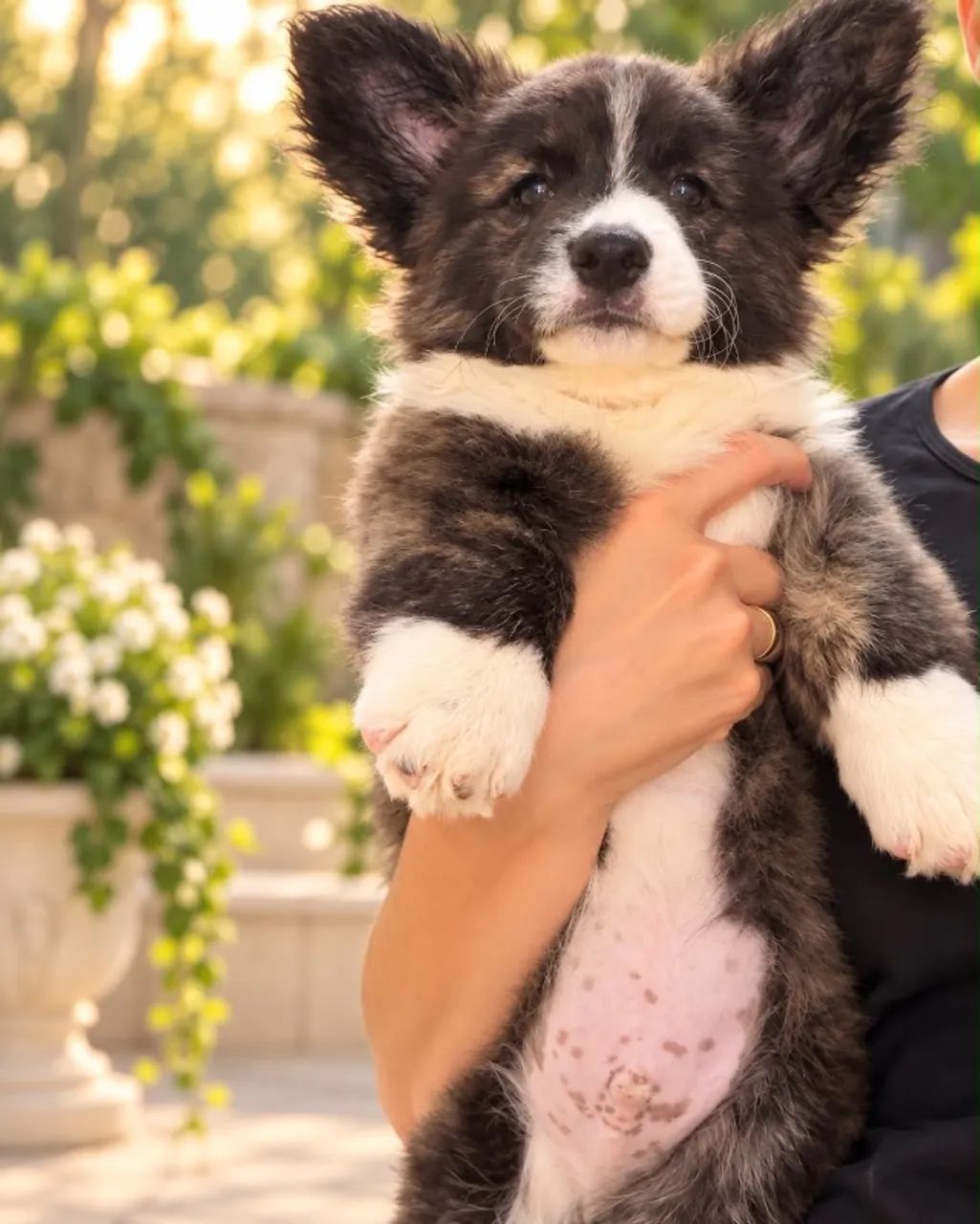 Filhote Corgi macho  - Foto 2