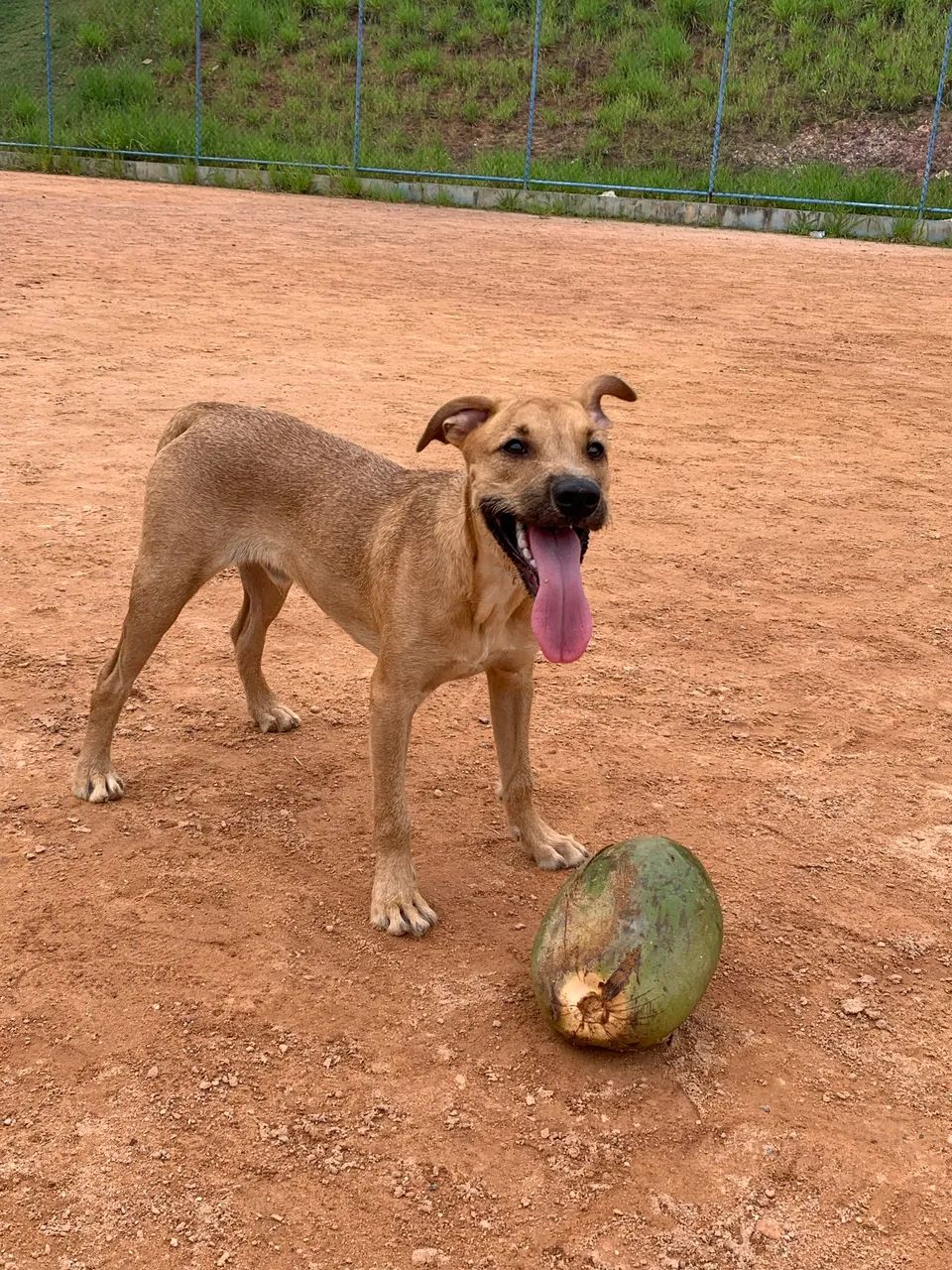 Cachorro