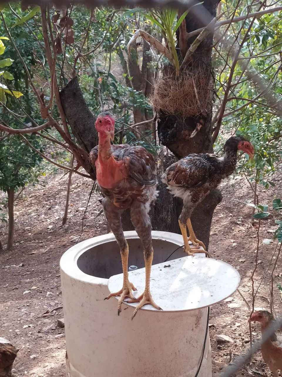 Frangos semi gigante  - Foto 3