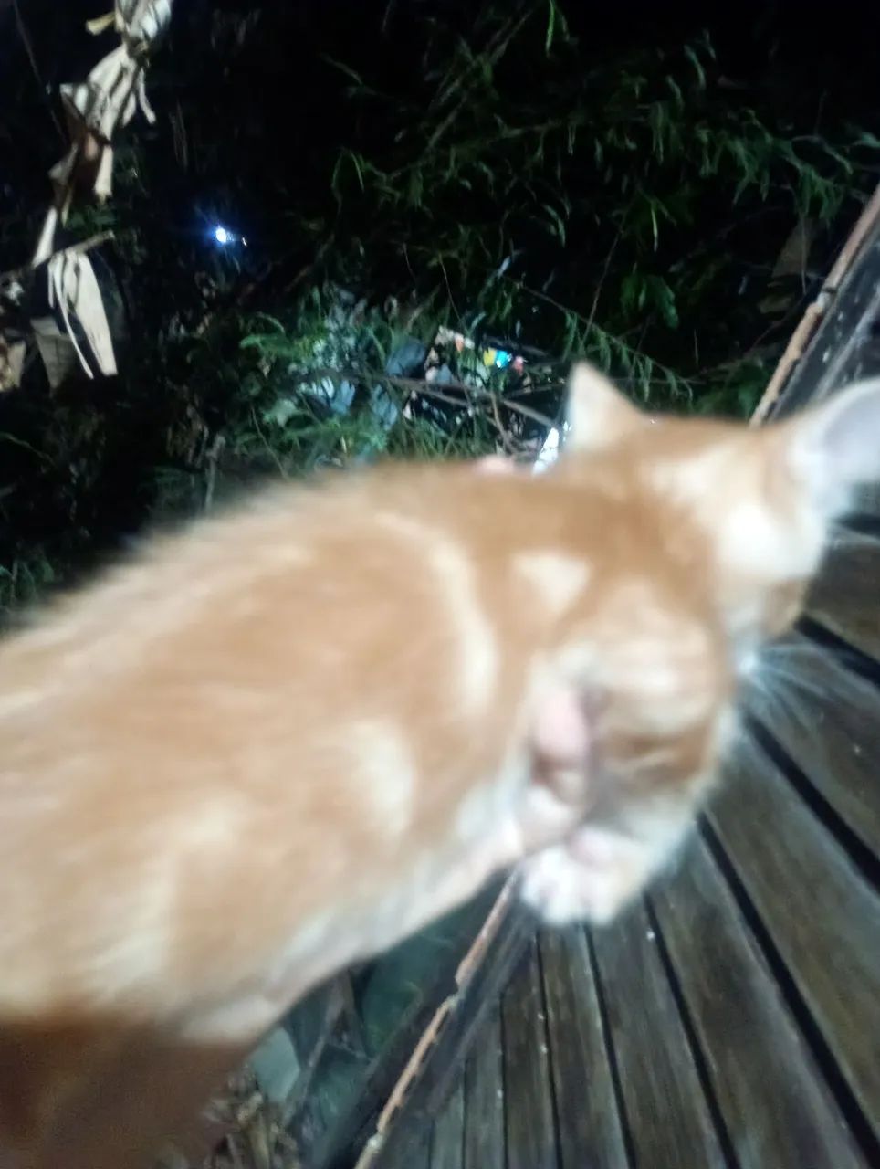doação de gatos - Foto 5
