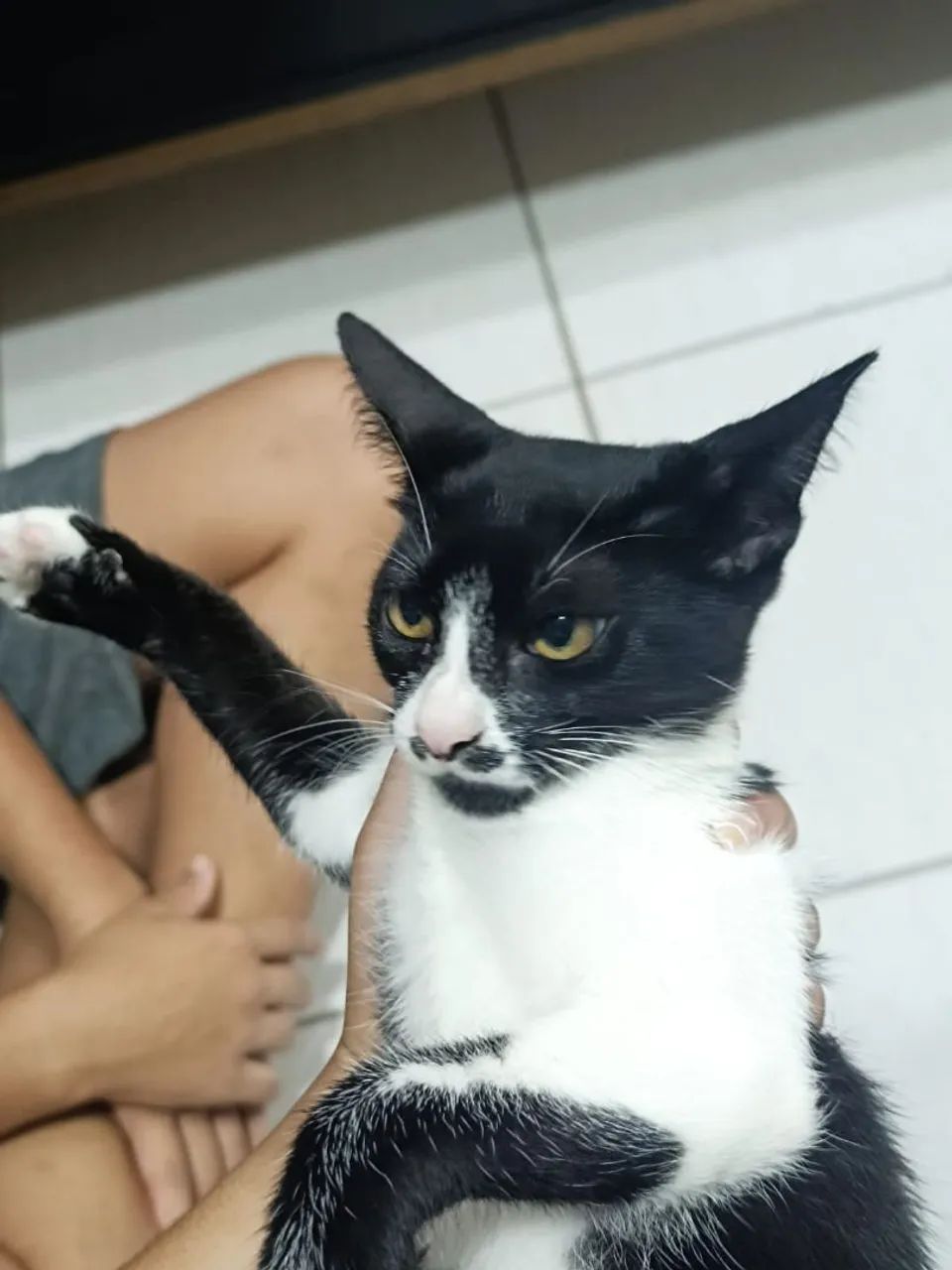 GATINHA FÊMEA FILHOTE DE 4 MESES PARA DOAÇÃO  - Foto 4