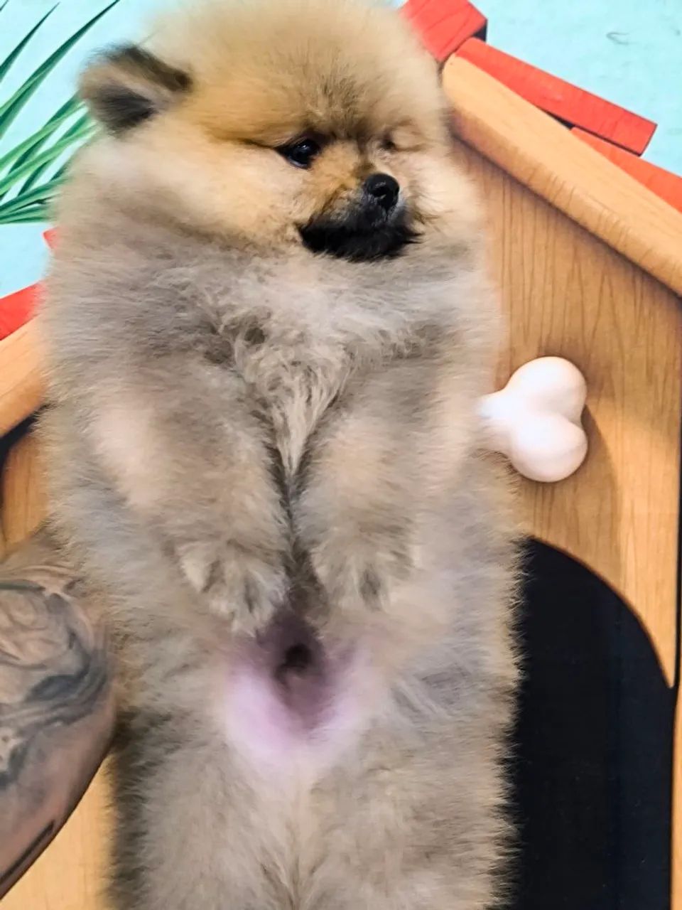 Spitz alemão 