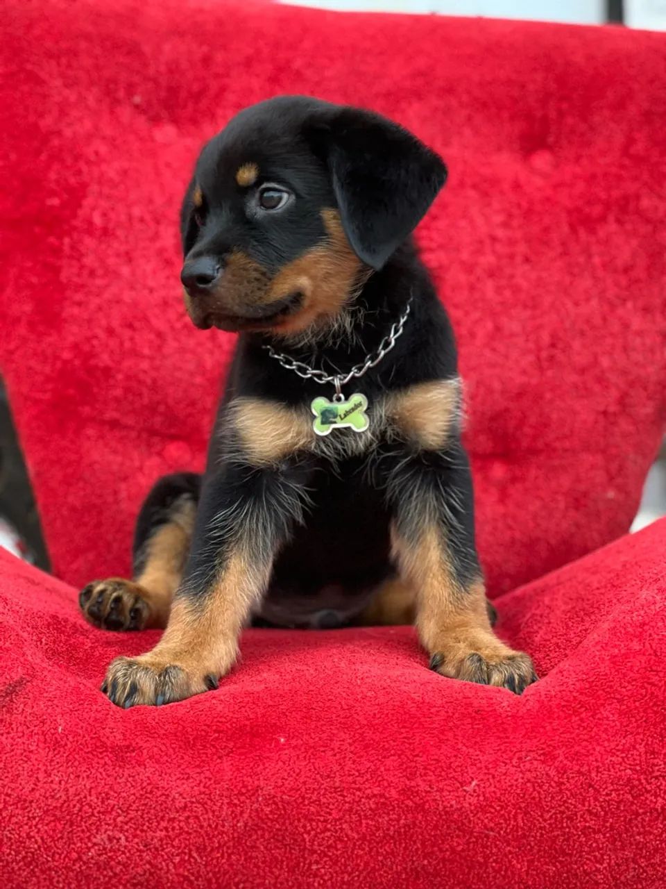 Cachorro  - Foto 3
