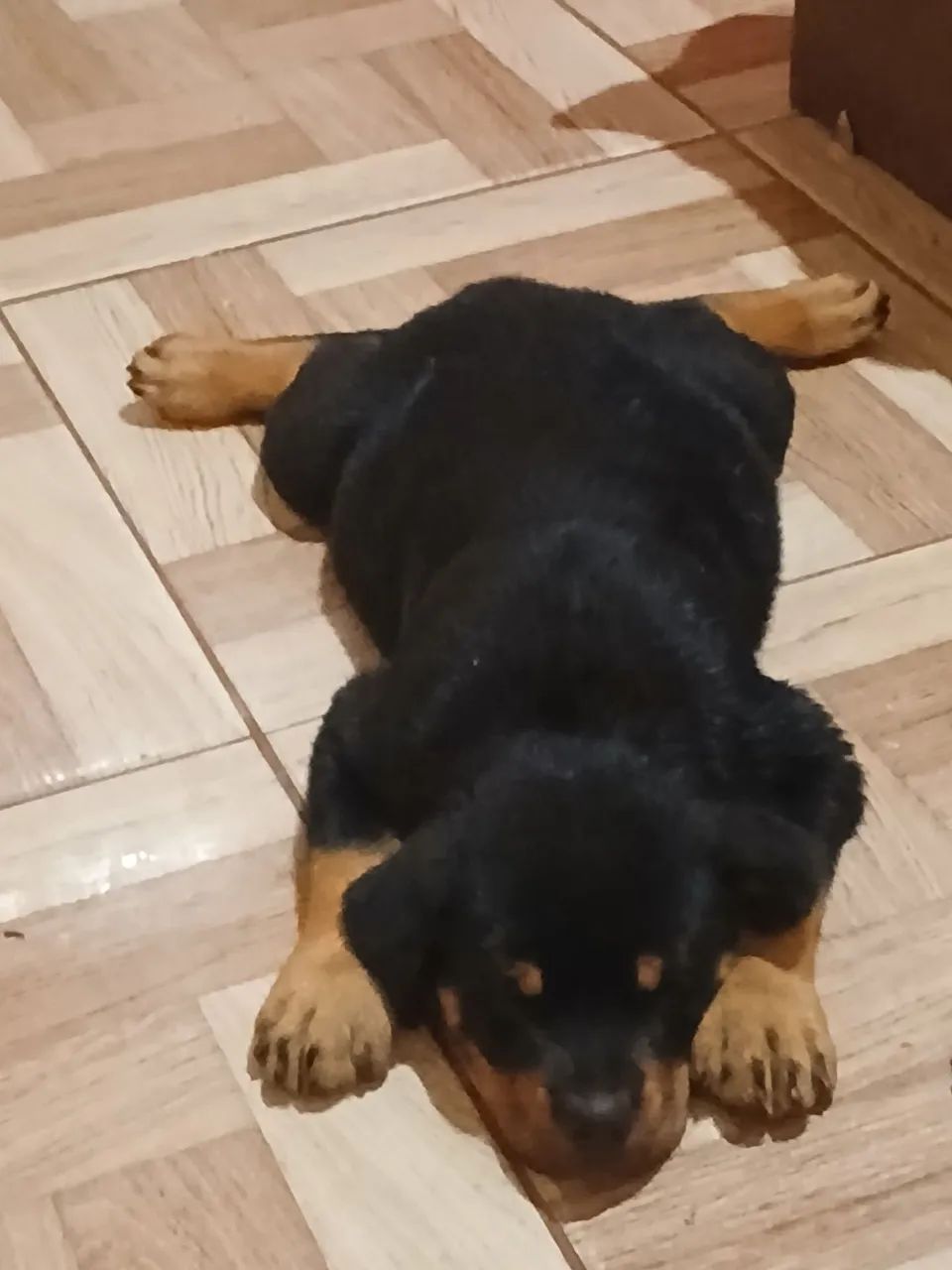 Rottweiller  - Foto 5