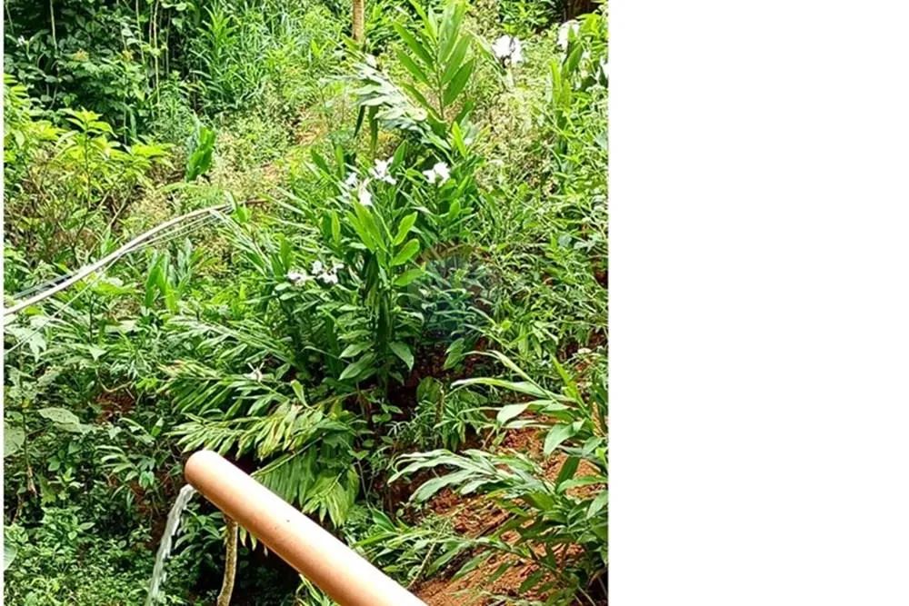 Fazenda em Ibitirama: Natureza e Tranquilidade - Foto 4