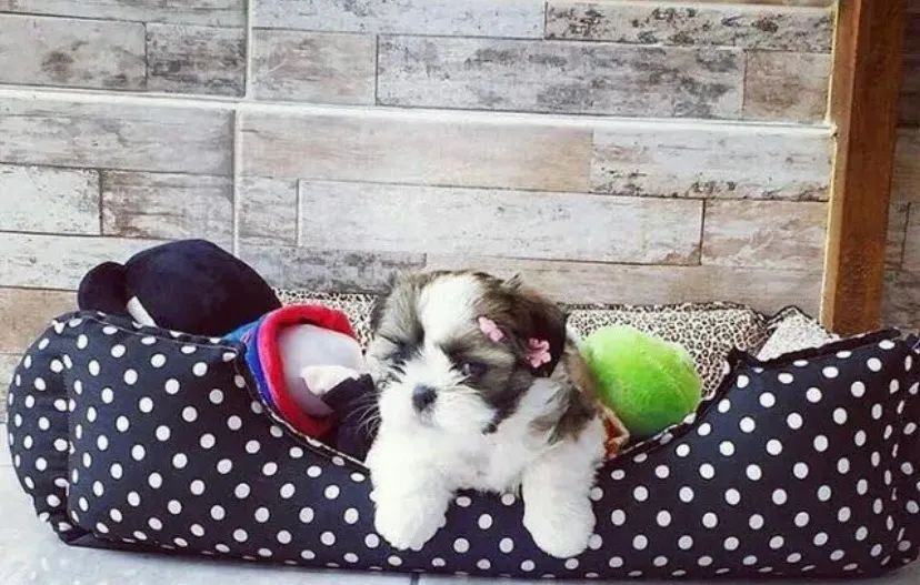 Mini shihtzu disponível  - Foto 3