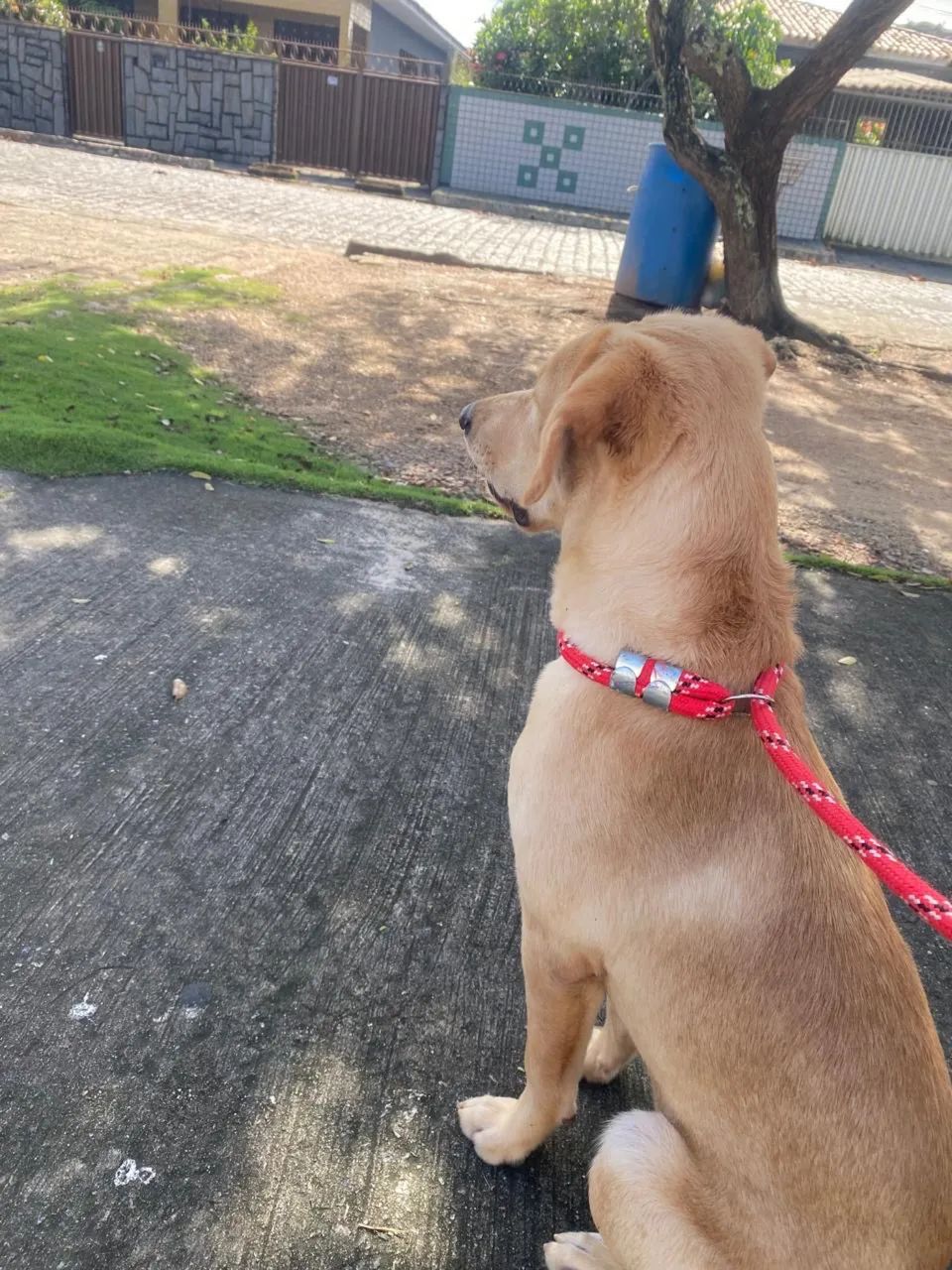 Labrador fêmea  - Foto 2