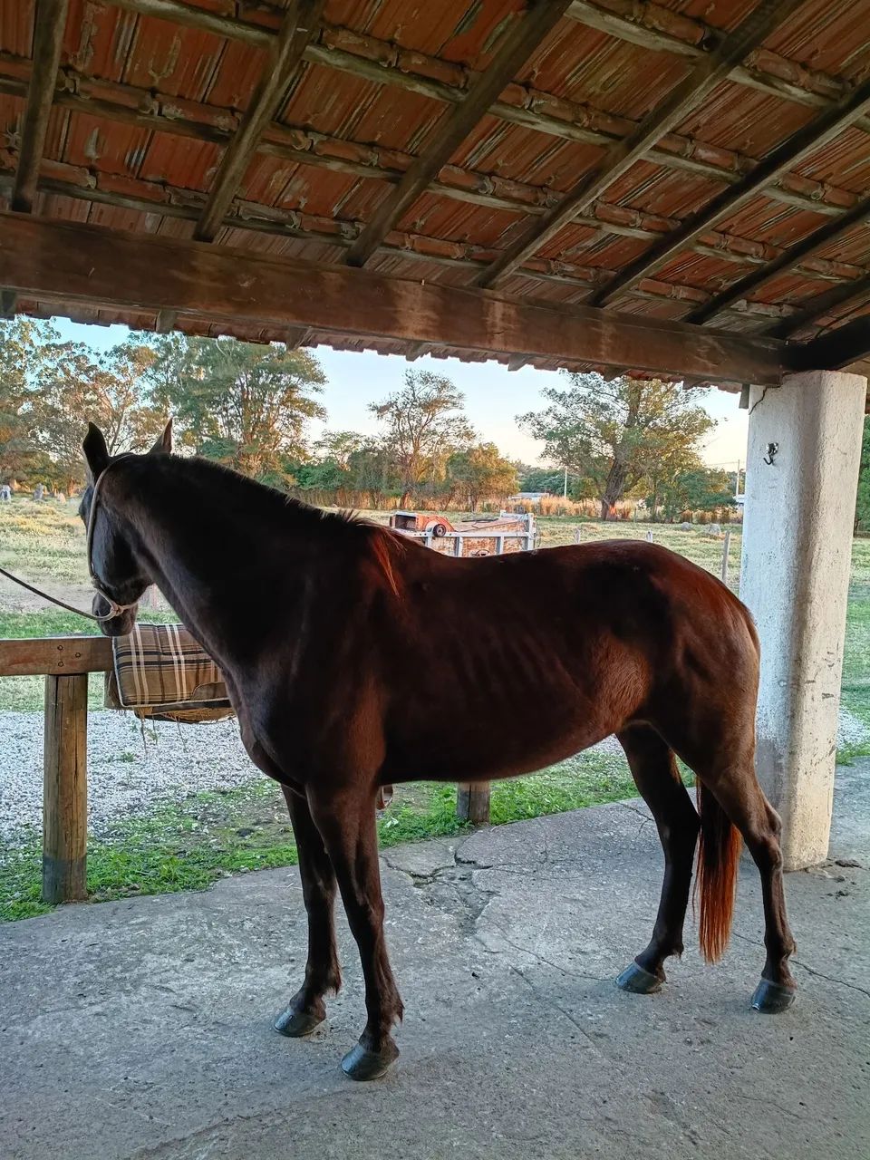Égua MM - Foto 5