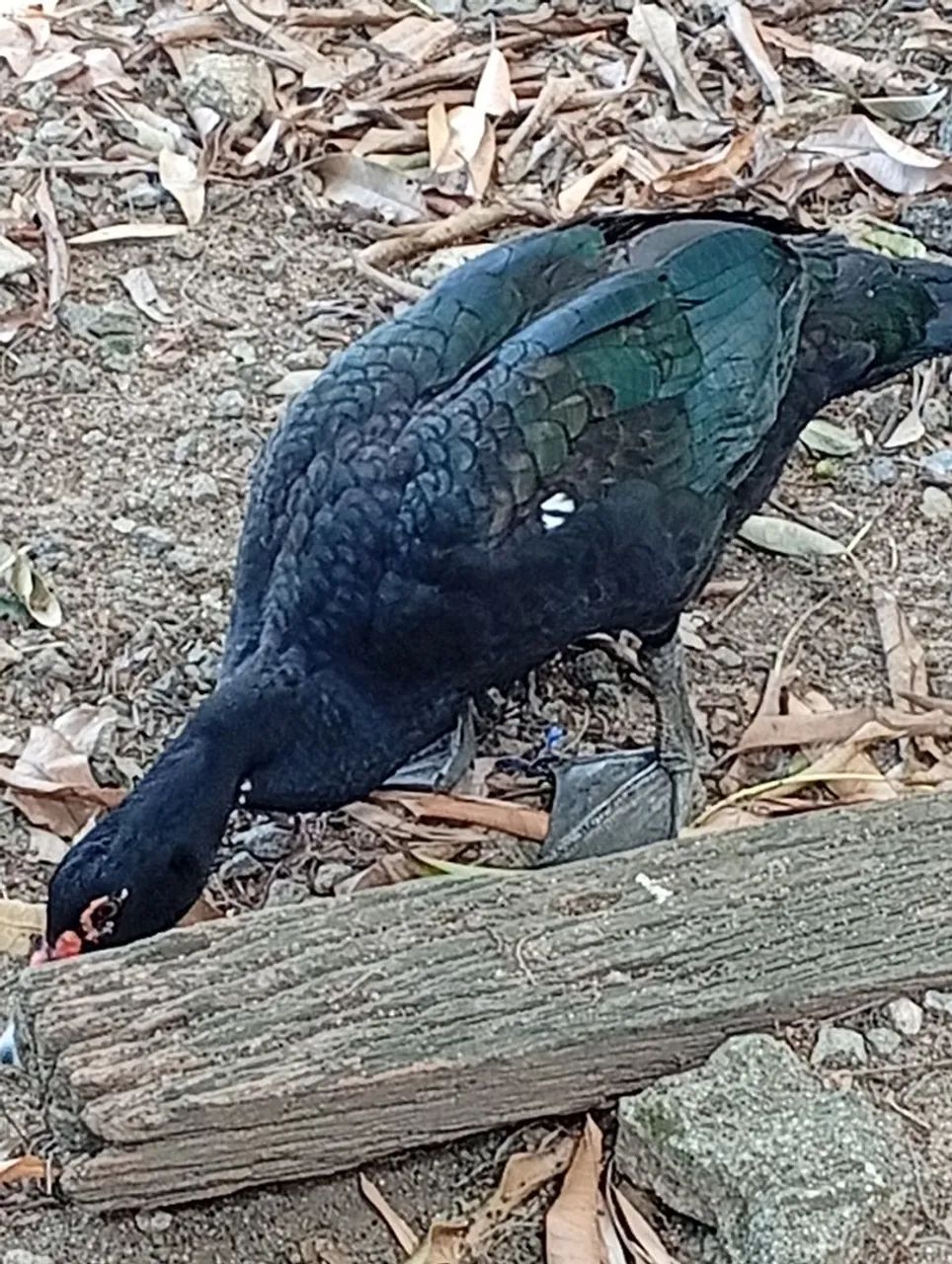 Pato do mato 