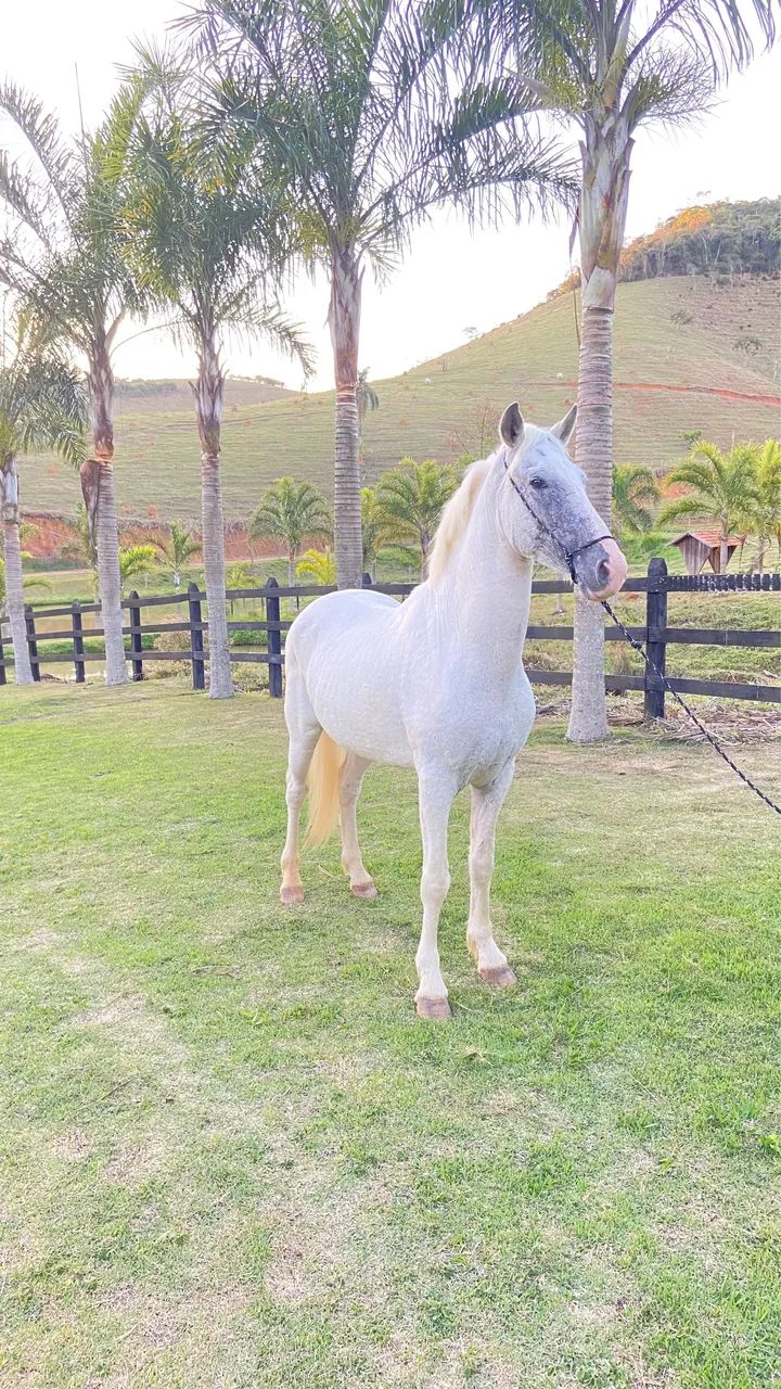 Vendo cavalo mangalarga 