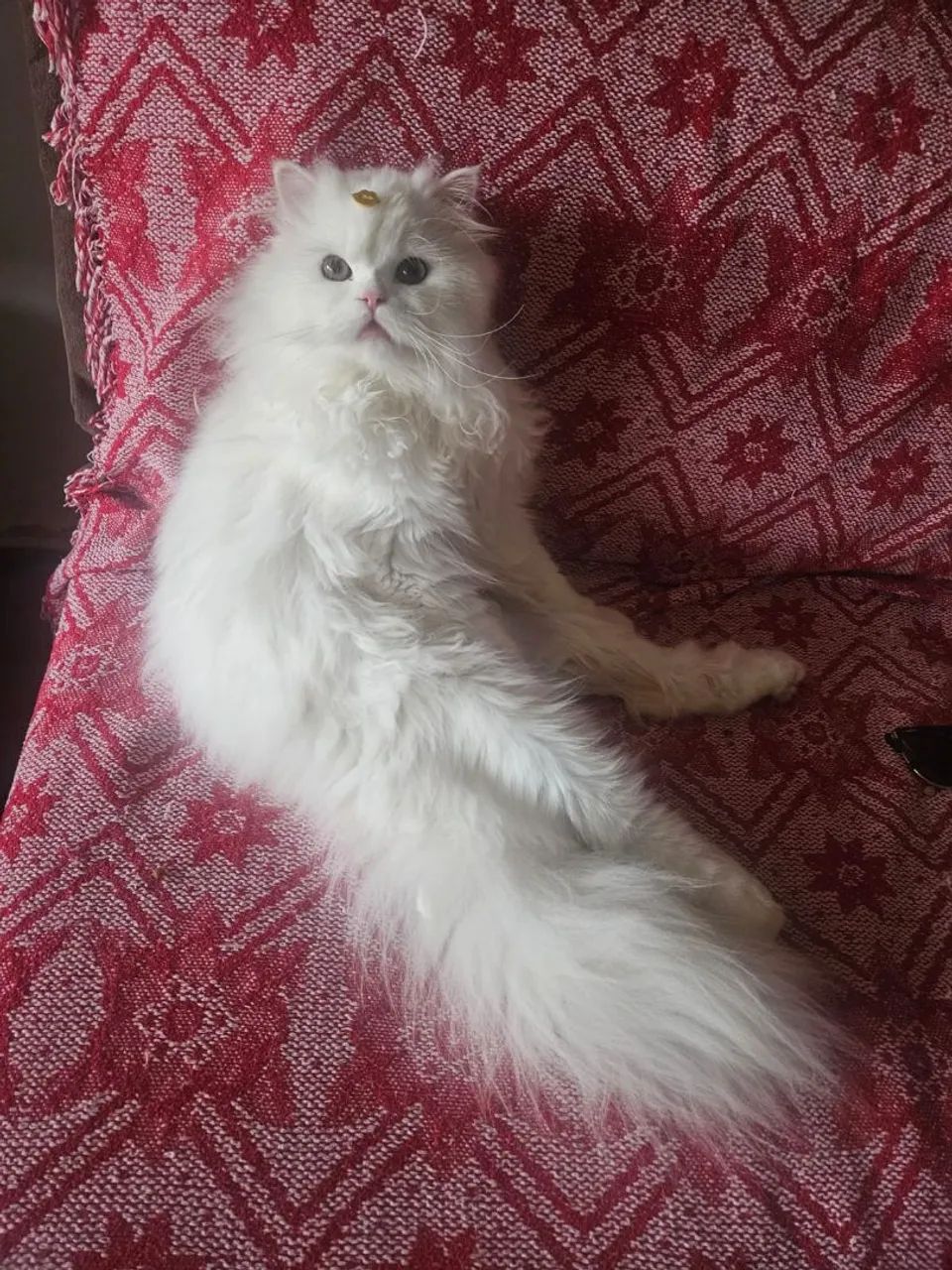 Vendo gato persa macho castrado!  - Foto 2