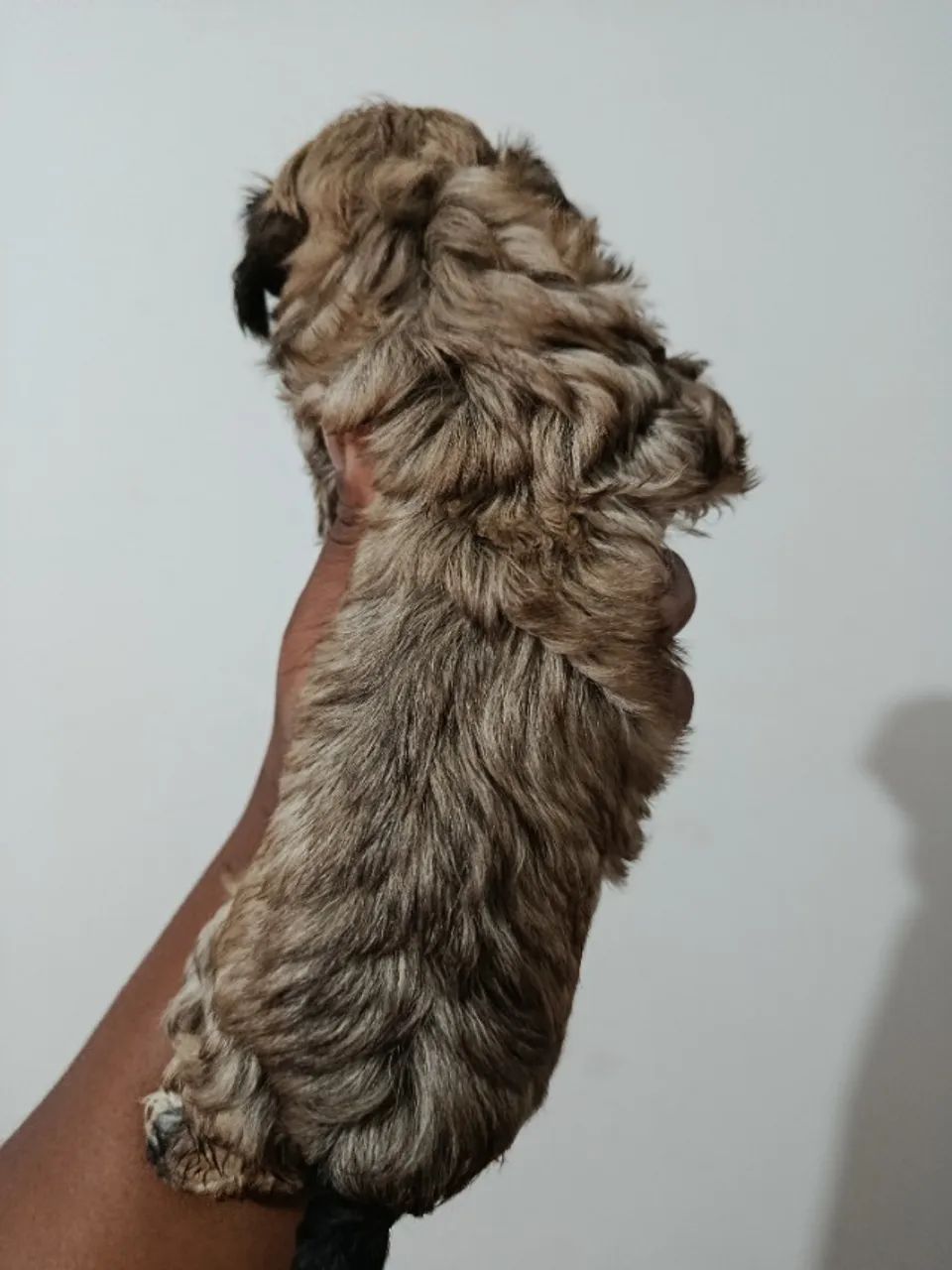 Cachorro  - Foto 3