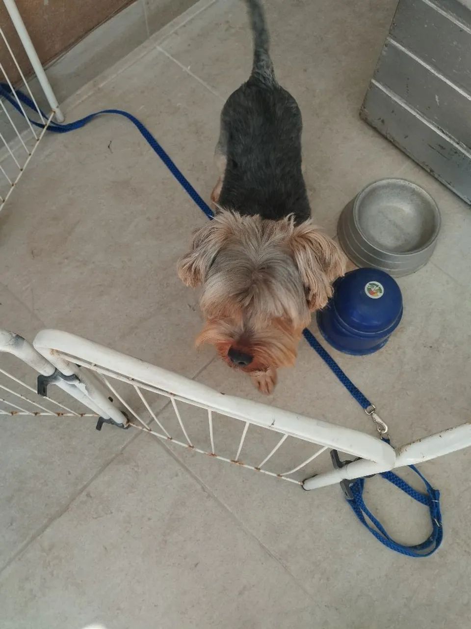 Yorkshire Terrier  - Foto 2