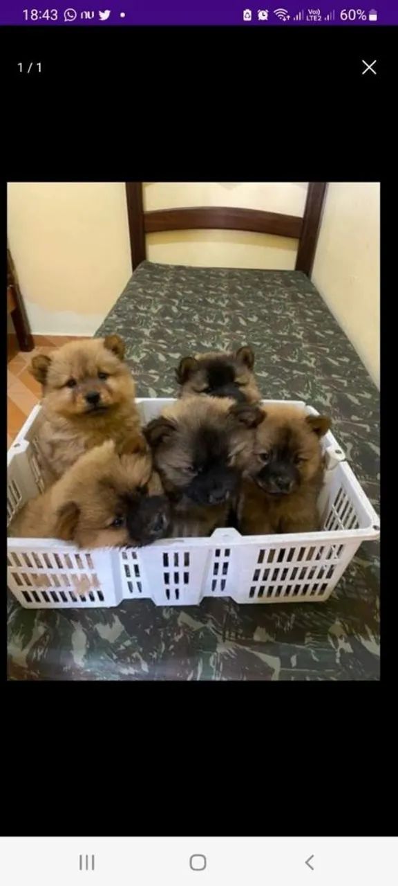 Chow chow um ursinho cheio de carinho pra presentear 