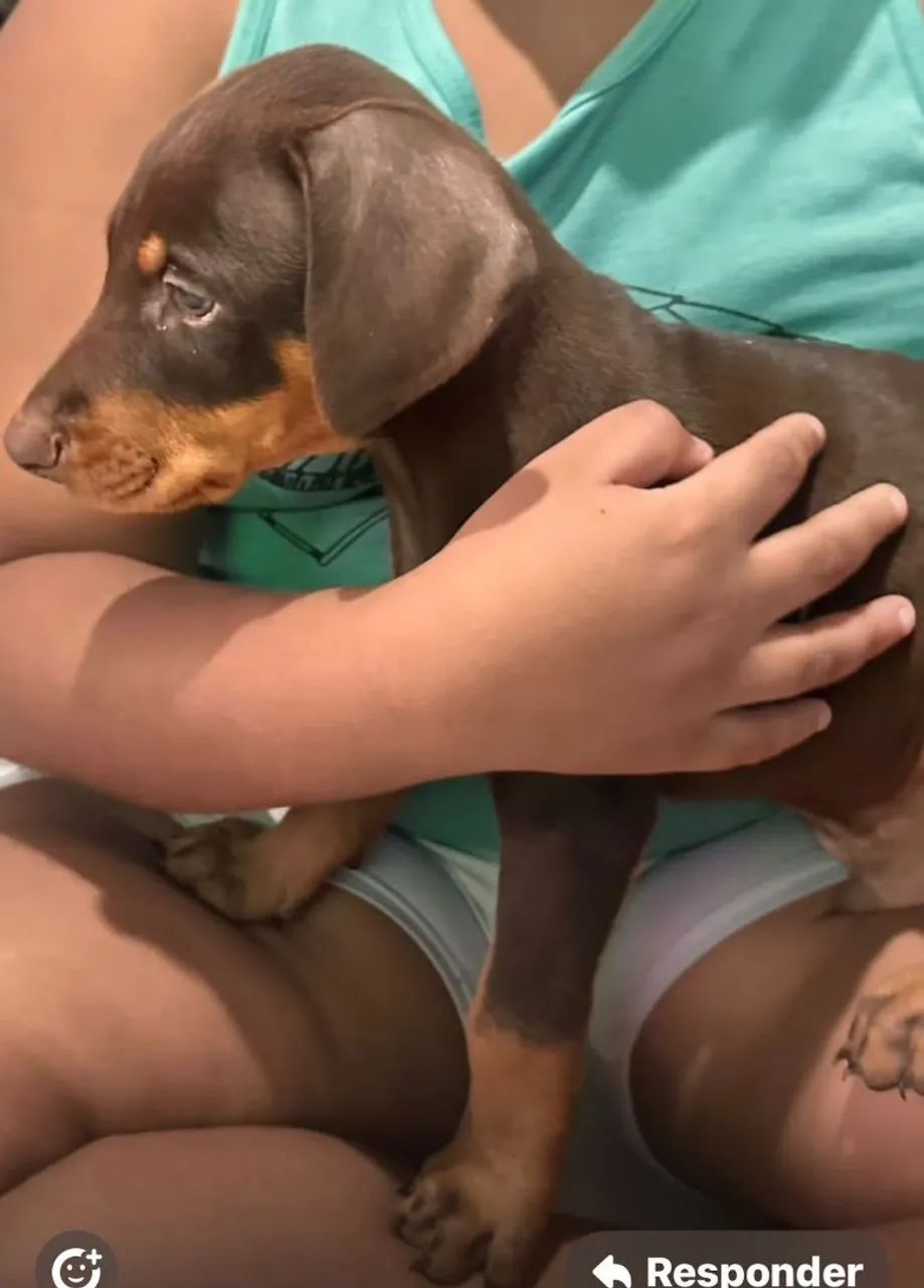 Vendo 