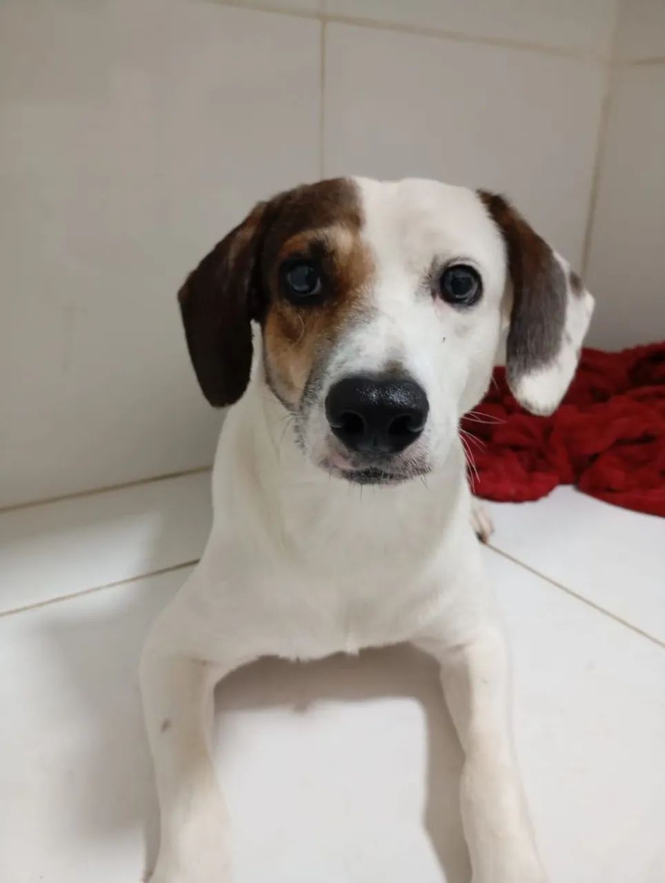 Doação de cachorro  - Foto 3