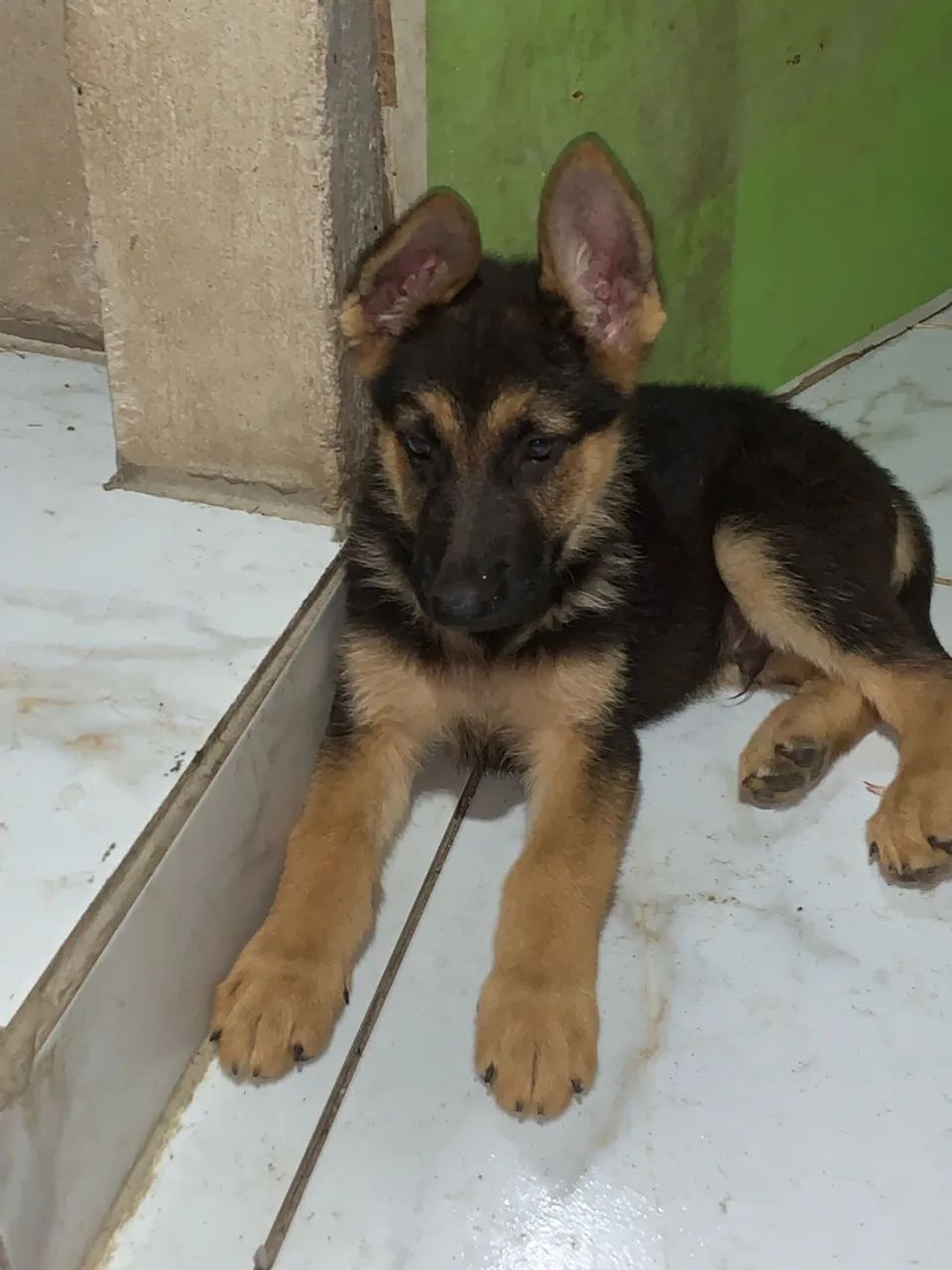 Cachorro - Foto 3