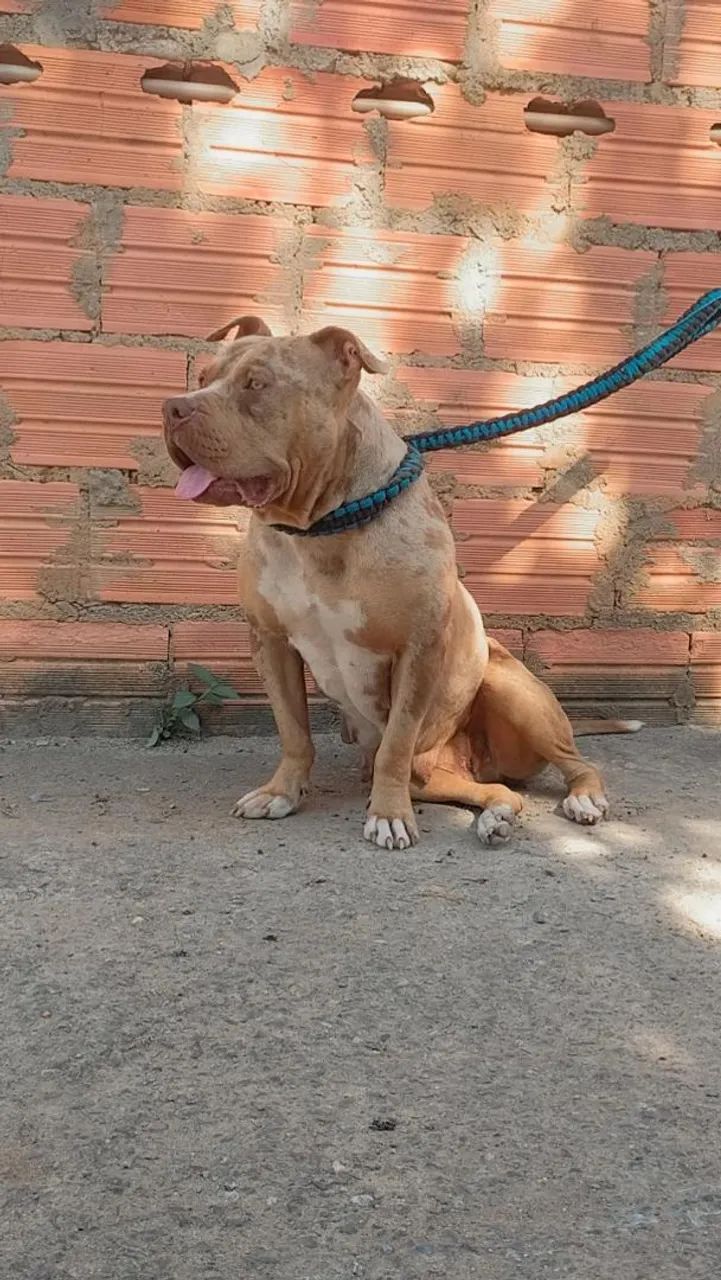 Vendas  - Foto 4