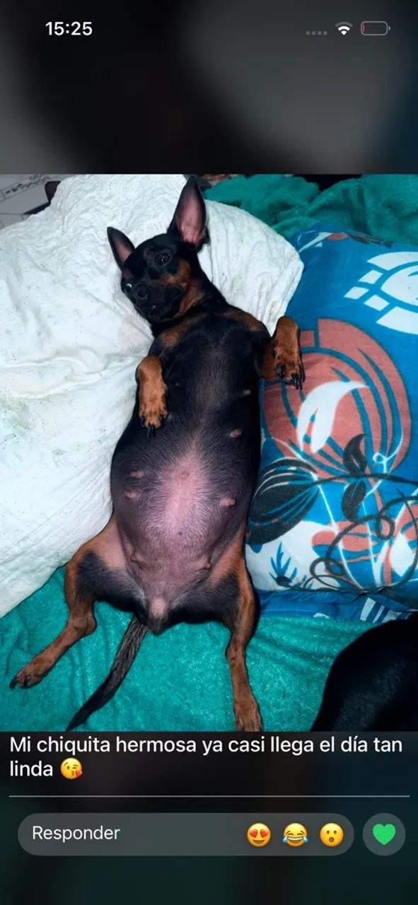 Pinscher 01  - Foto 5