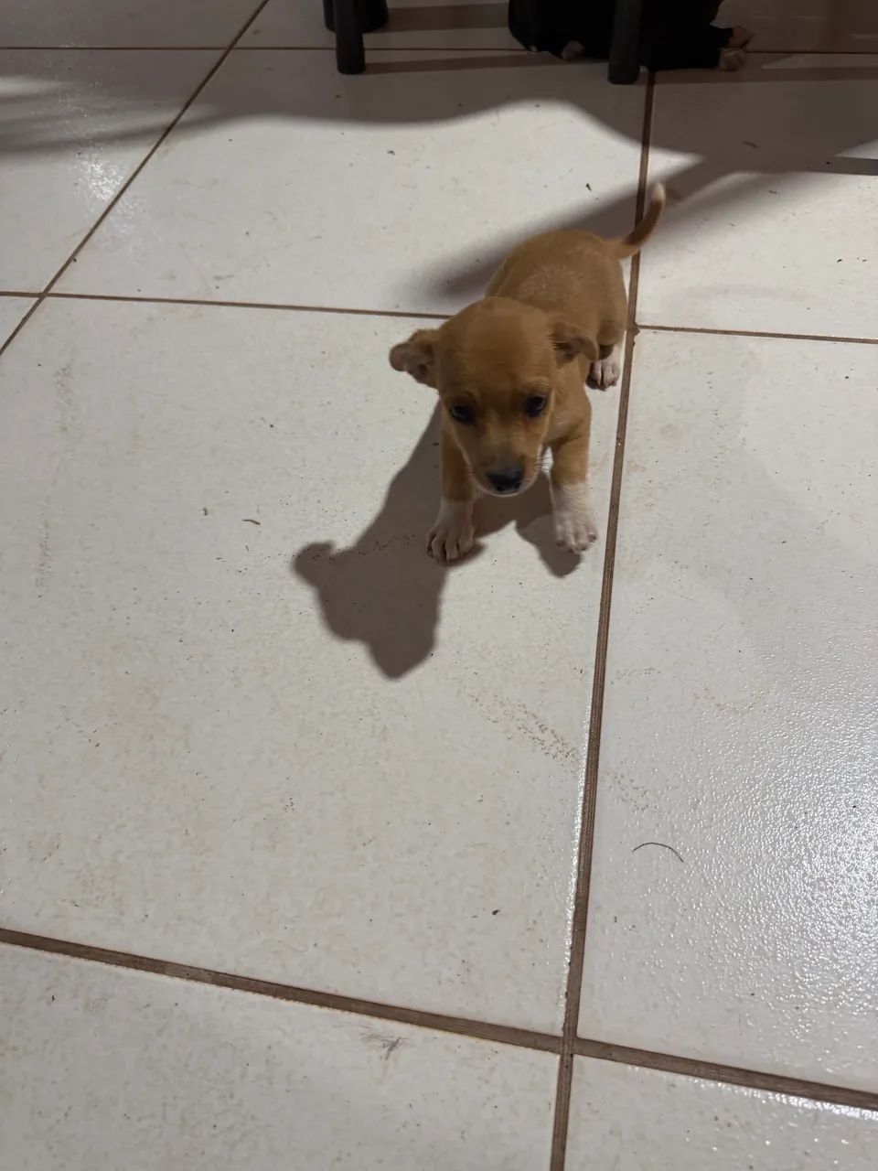 Doação de cachorro  - Foto 4