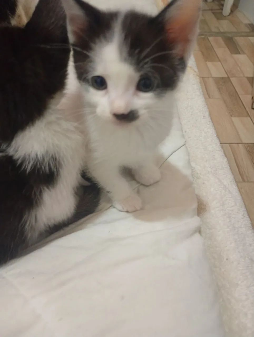 Doação de gatinhos - Foto 4