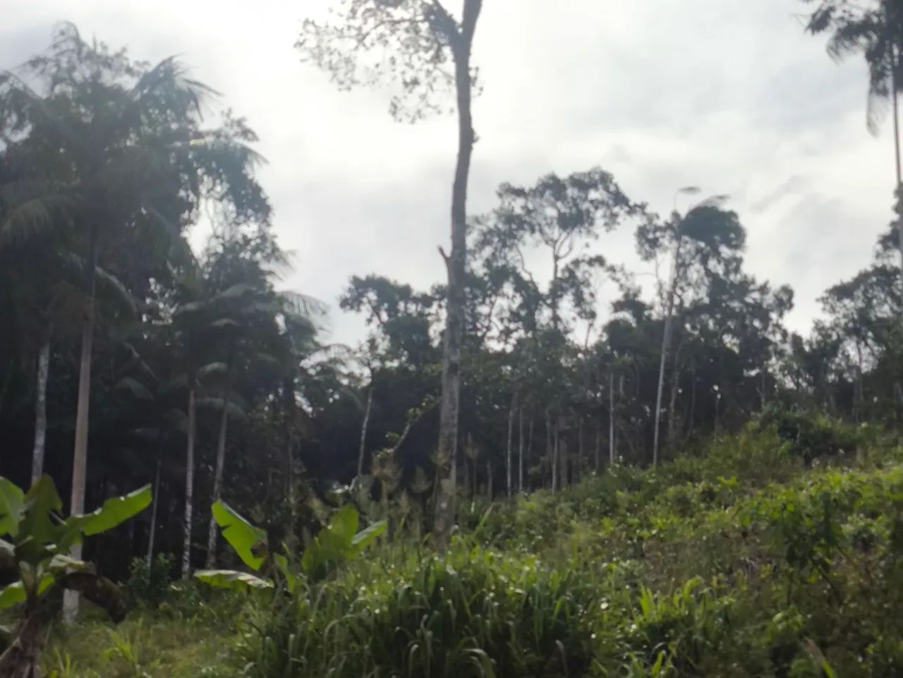 Chácara  - Foto 5