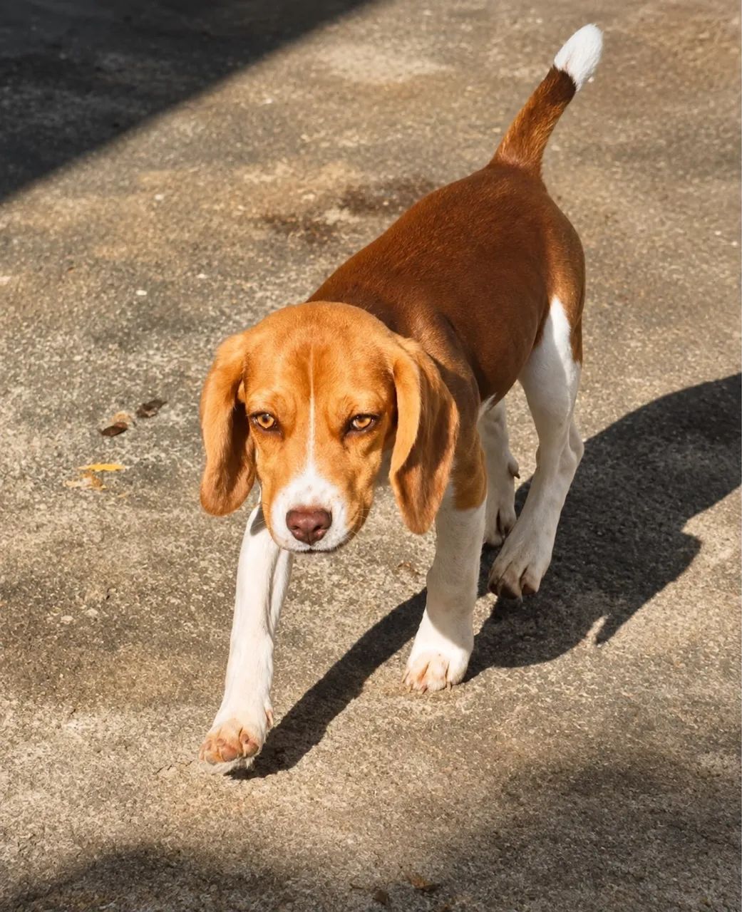 MINI BEAGLE RED 13 POLEGADAS - Foto 3