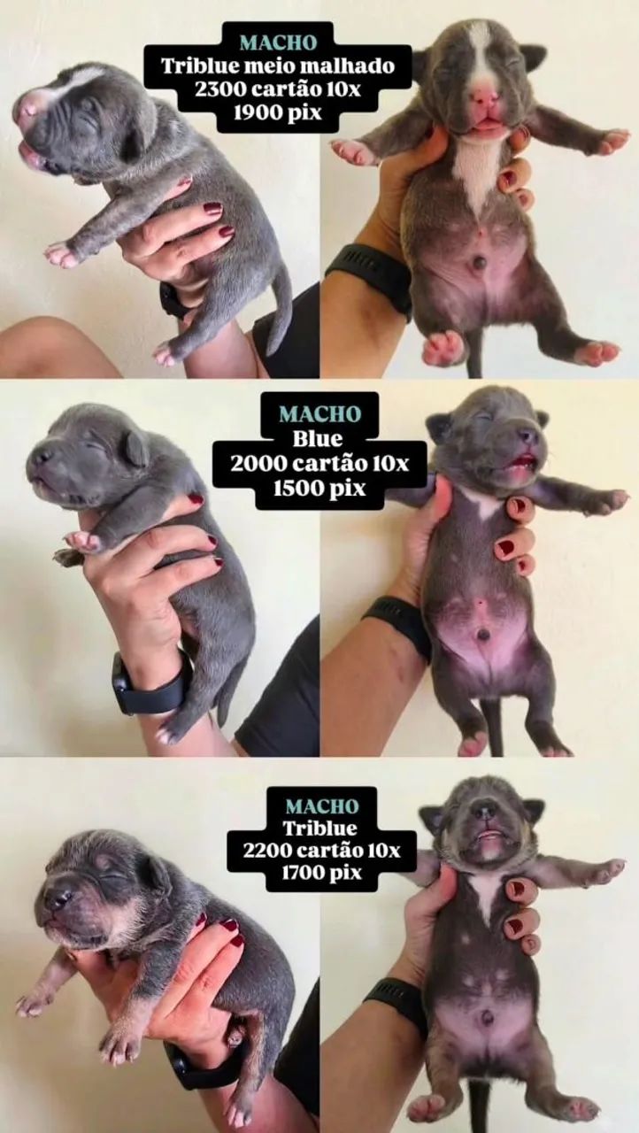 Filhotes de Pitmonster com Pedigree - Foto 2