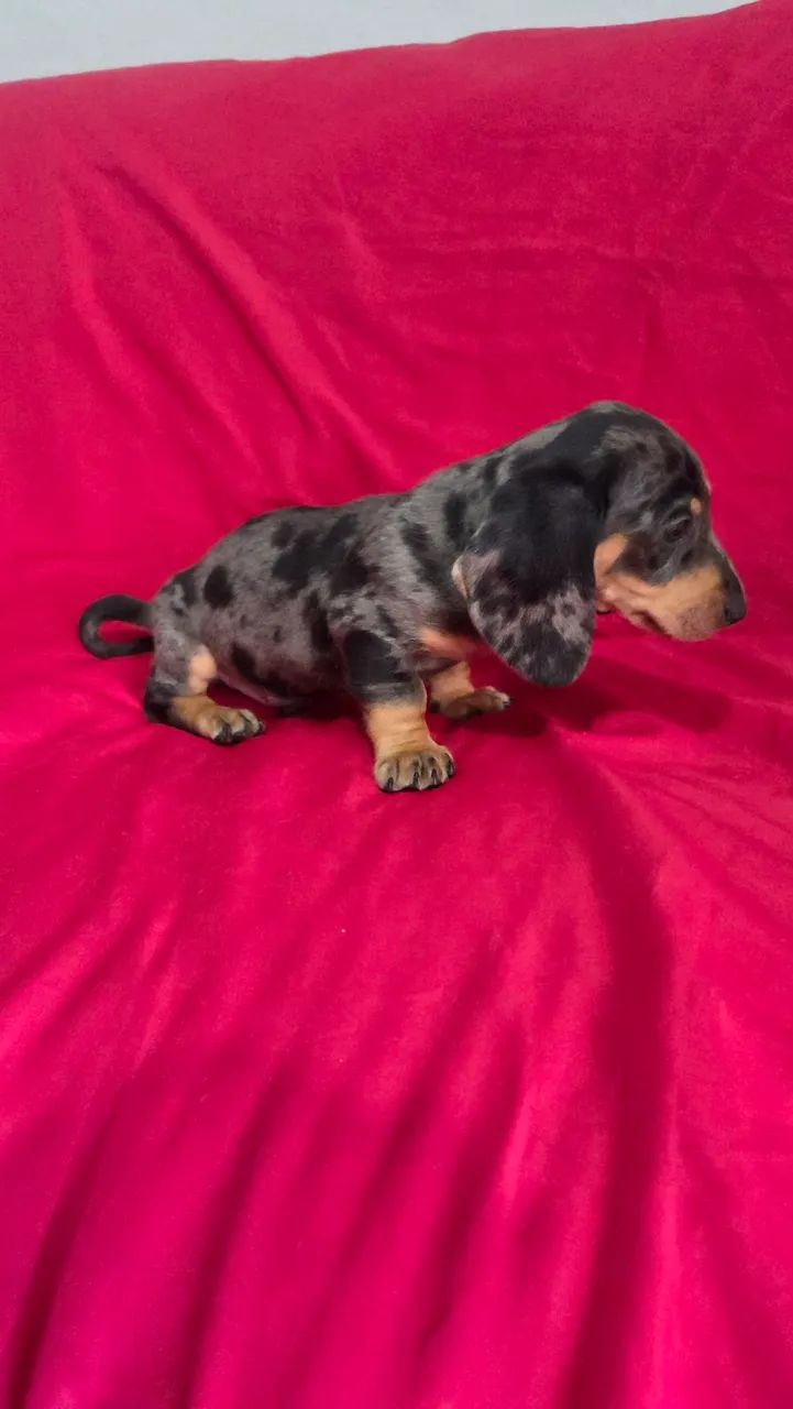 Dachshund machinho  - Foto 5