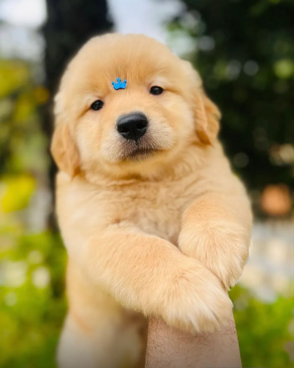 Golden retriever  - Foto 4