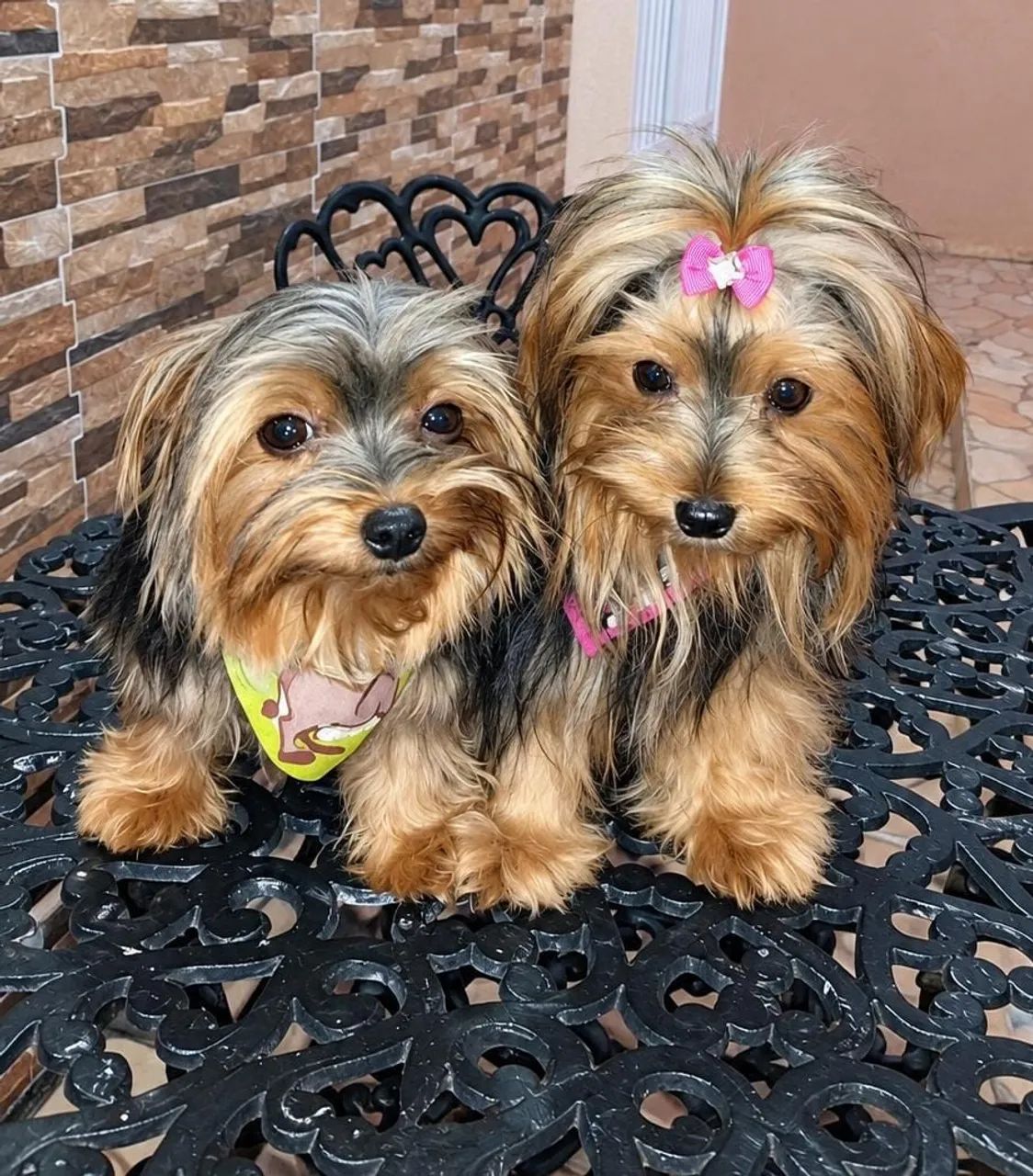 YORKSHIRE TERRIER  - Foto 4