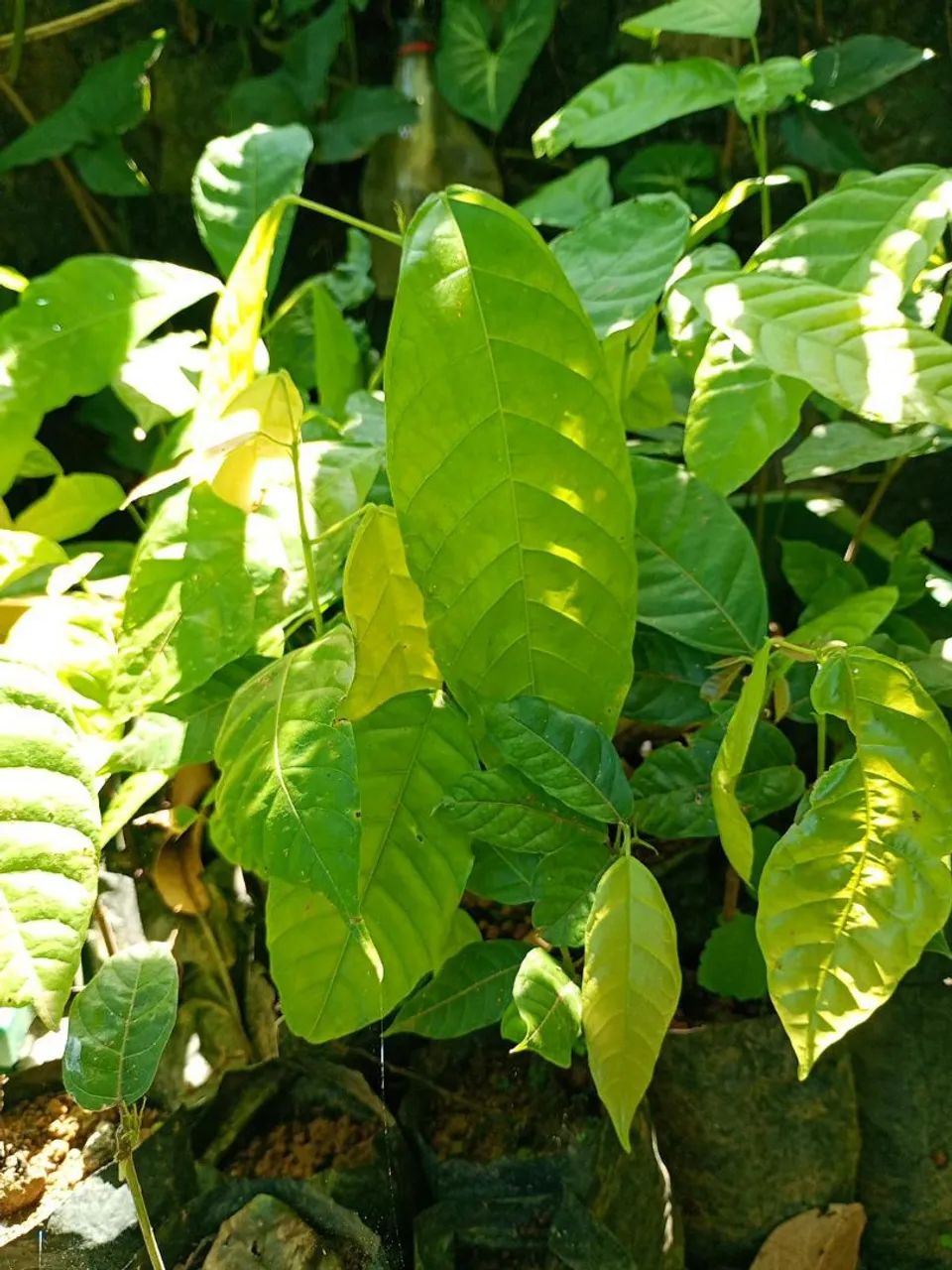 Mudas de cacau  - Foto 2
