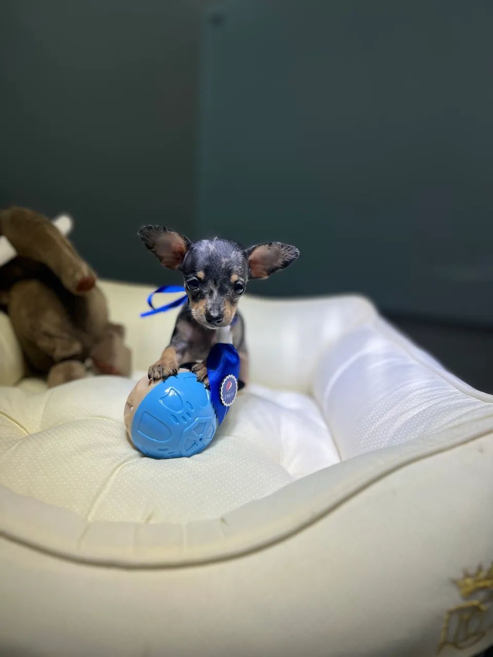 PINSCHER MINI 0 exóticos  - Foto 4