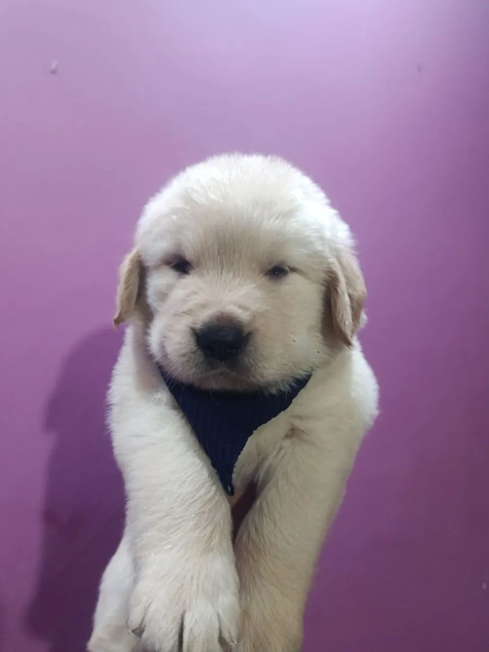 Golden Retrivier  - Foto 3