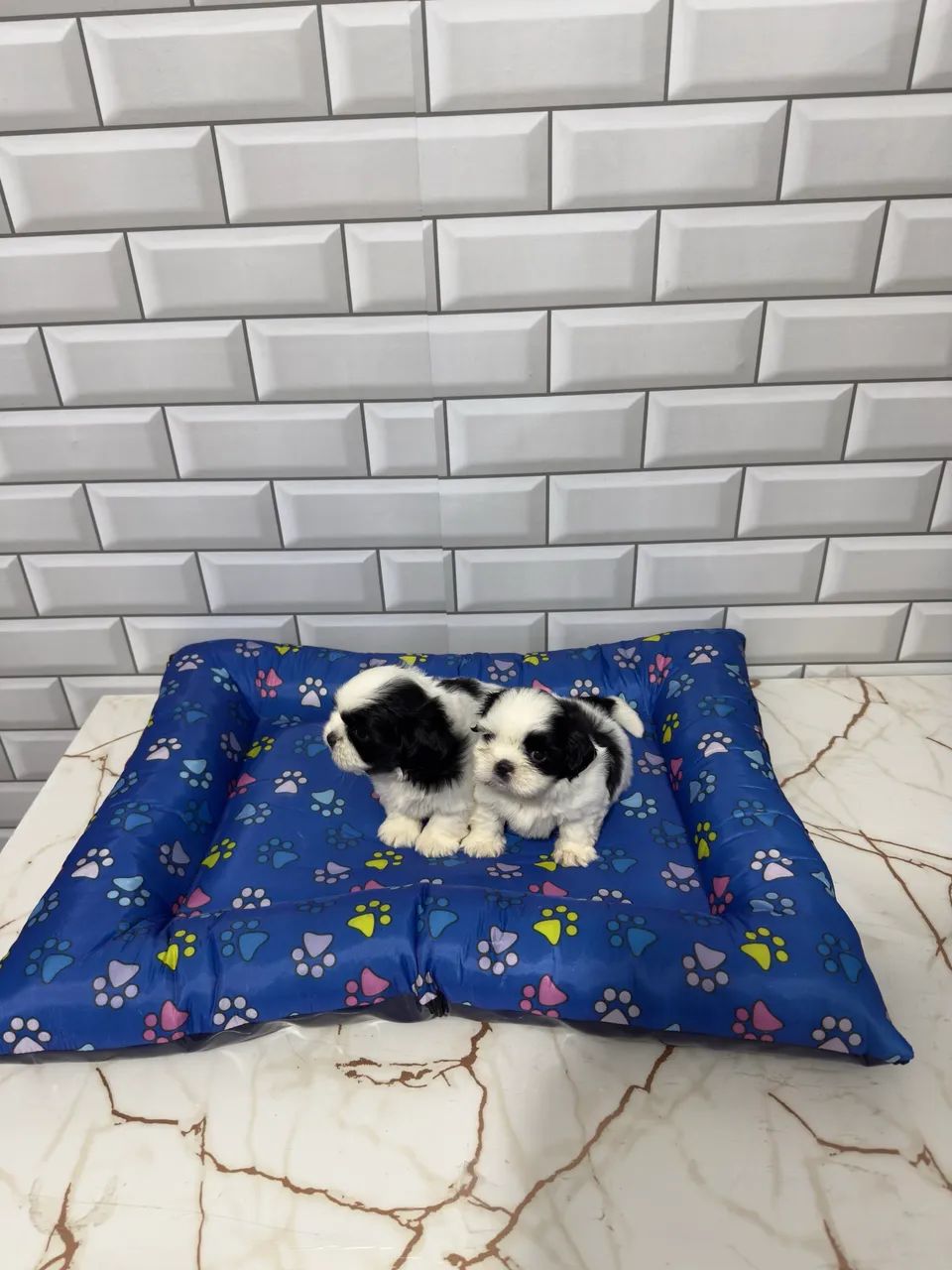Shih Tzu Mini Machos  - Foto 3