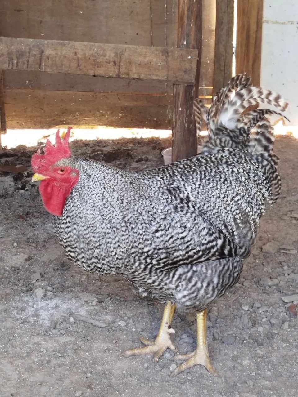 Ovos galados férteis de galinhas de raças  - Foto 2