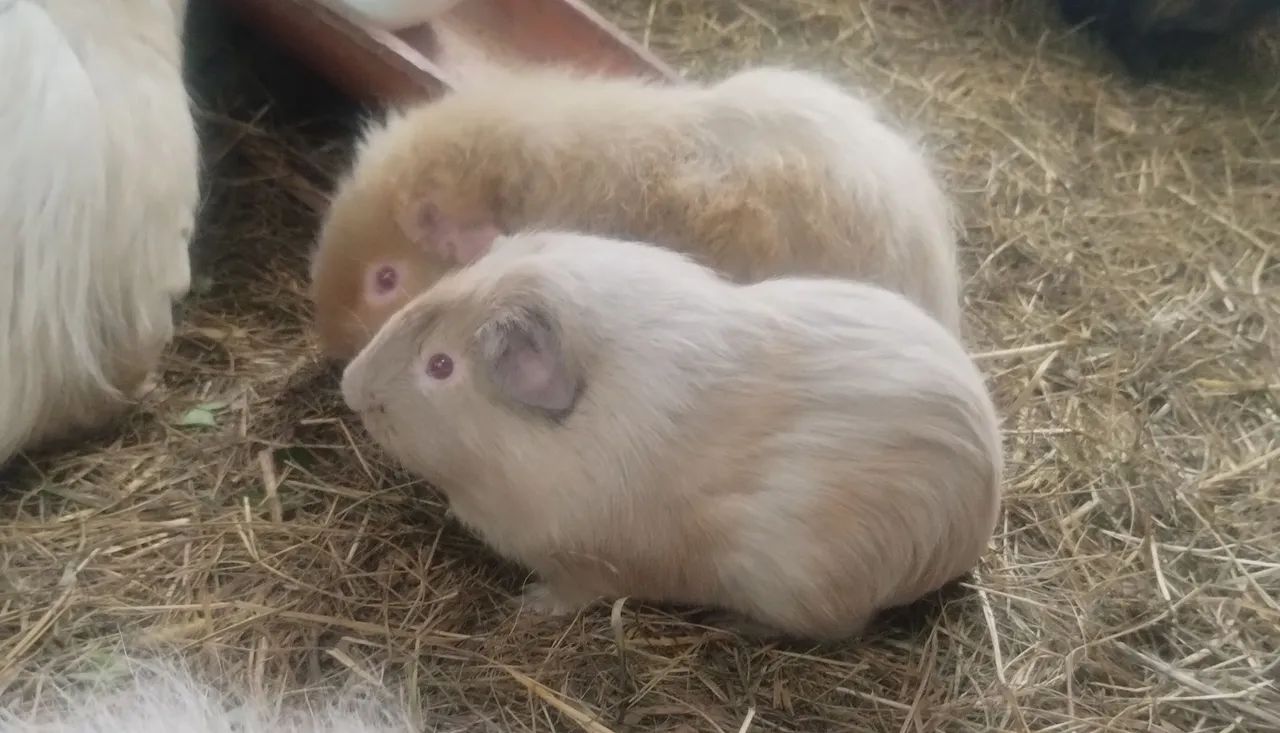 Porquinhos da Índia  - Foto 3