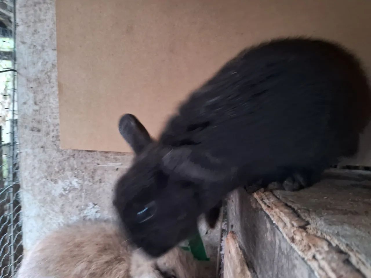 Filhote femea de mini lop - Foto 3