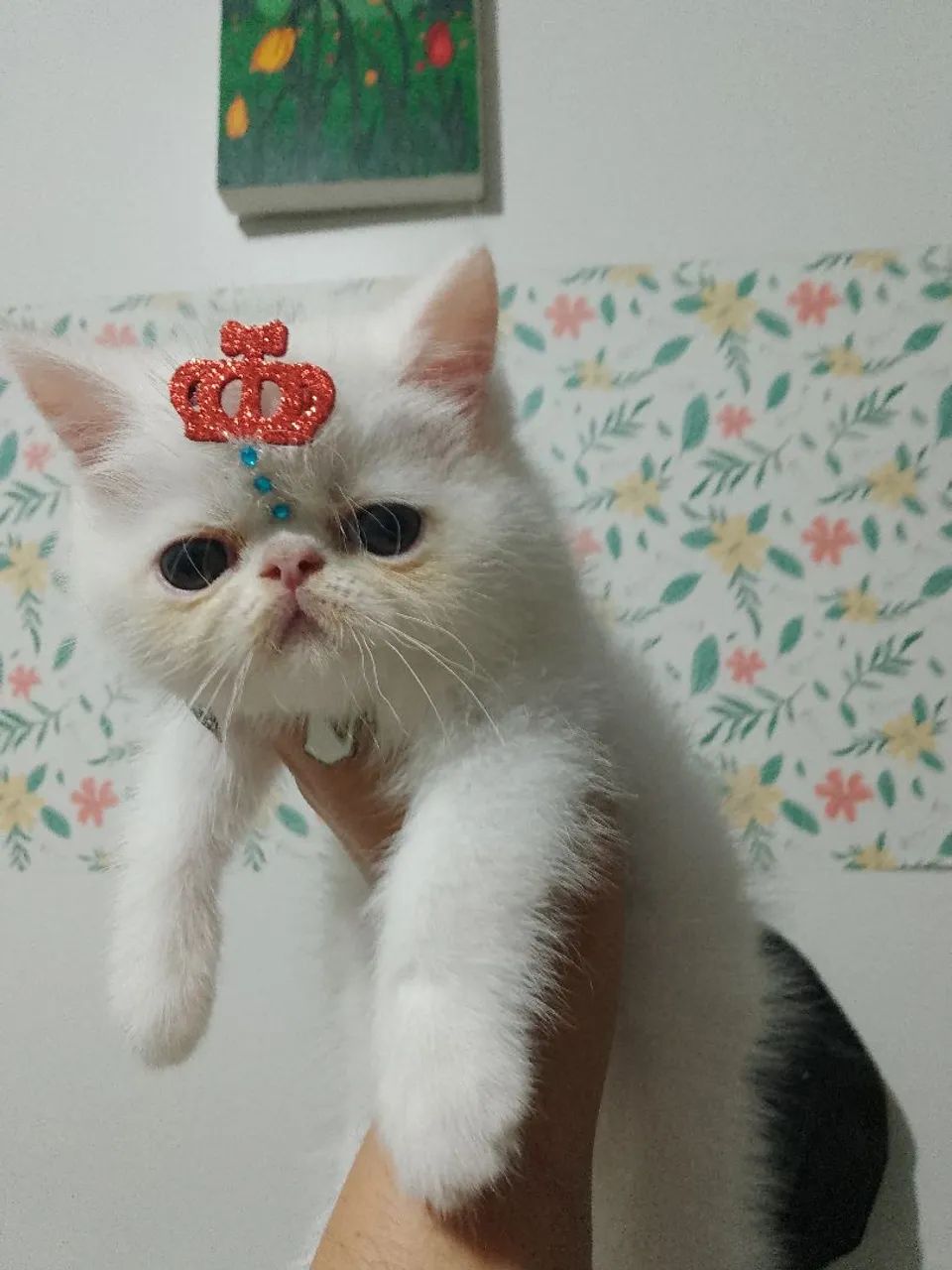 Gatinho persa exótico - Foto 4