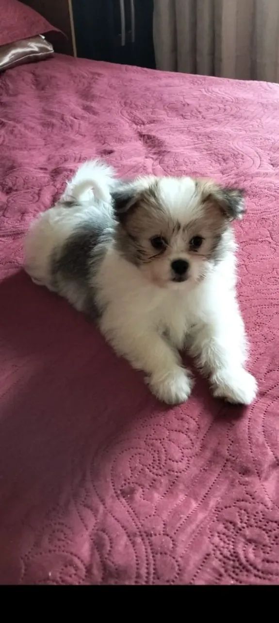 Lhasa apson - Foto 2