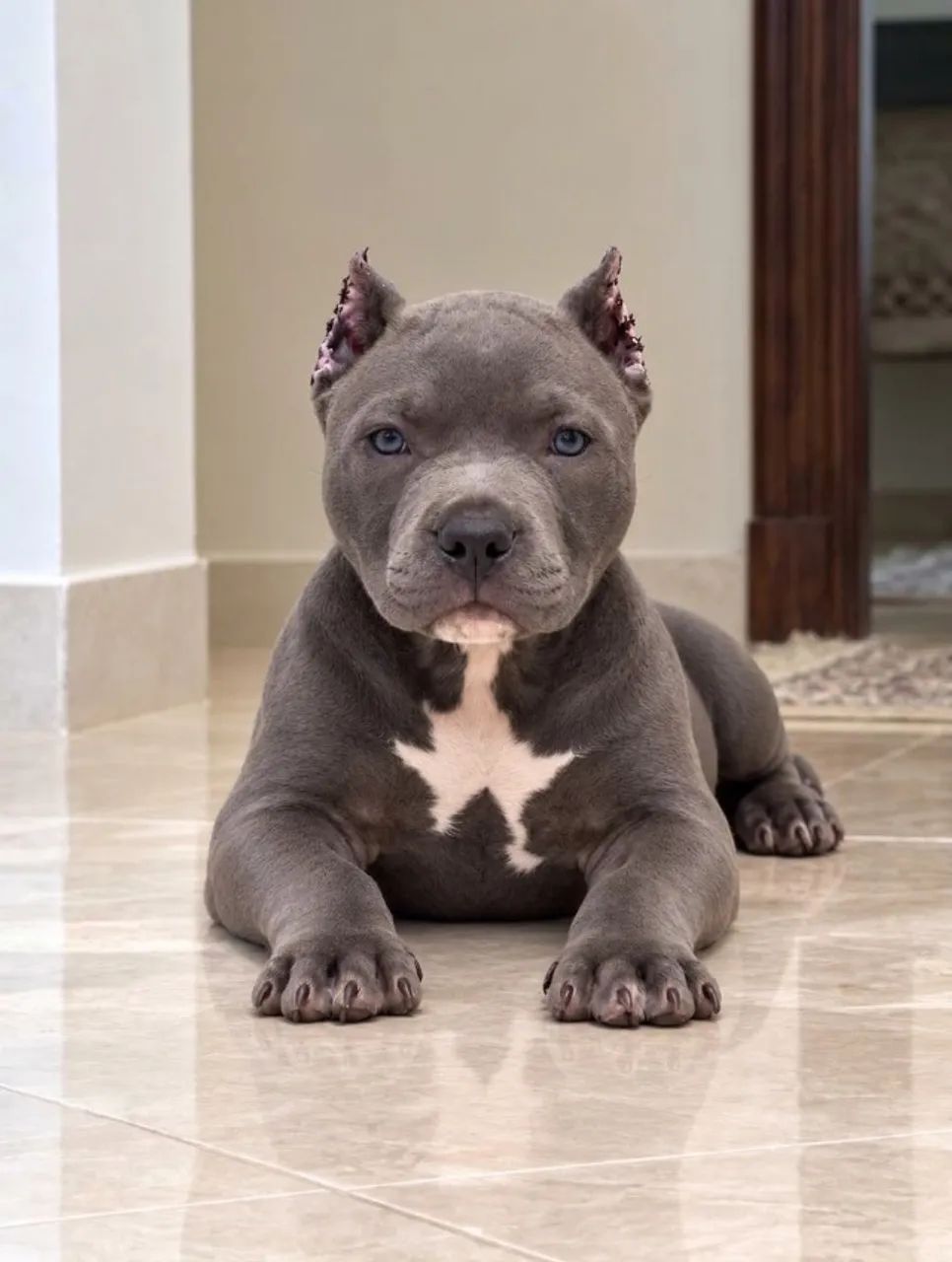 filhotes de american bully  - Foto 5