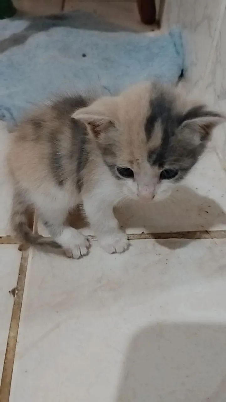 Gatinhos para adoção