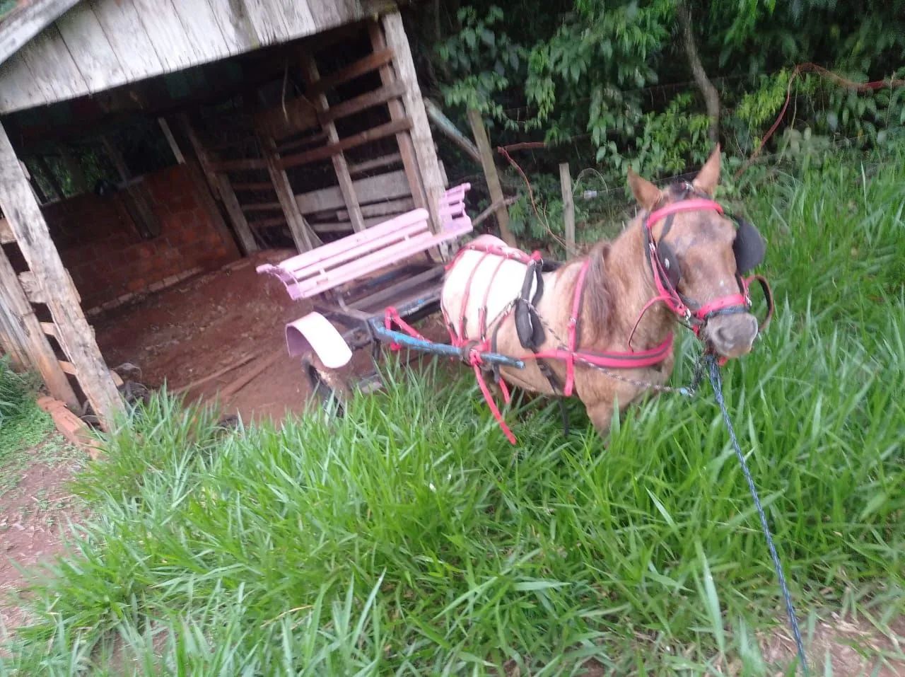 Pônei fêmea com charrete - Foto 3